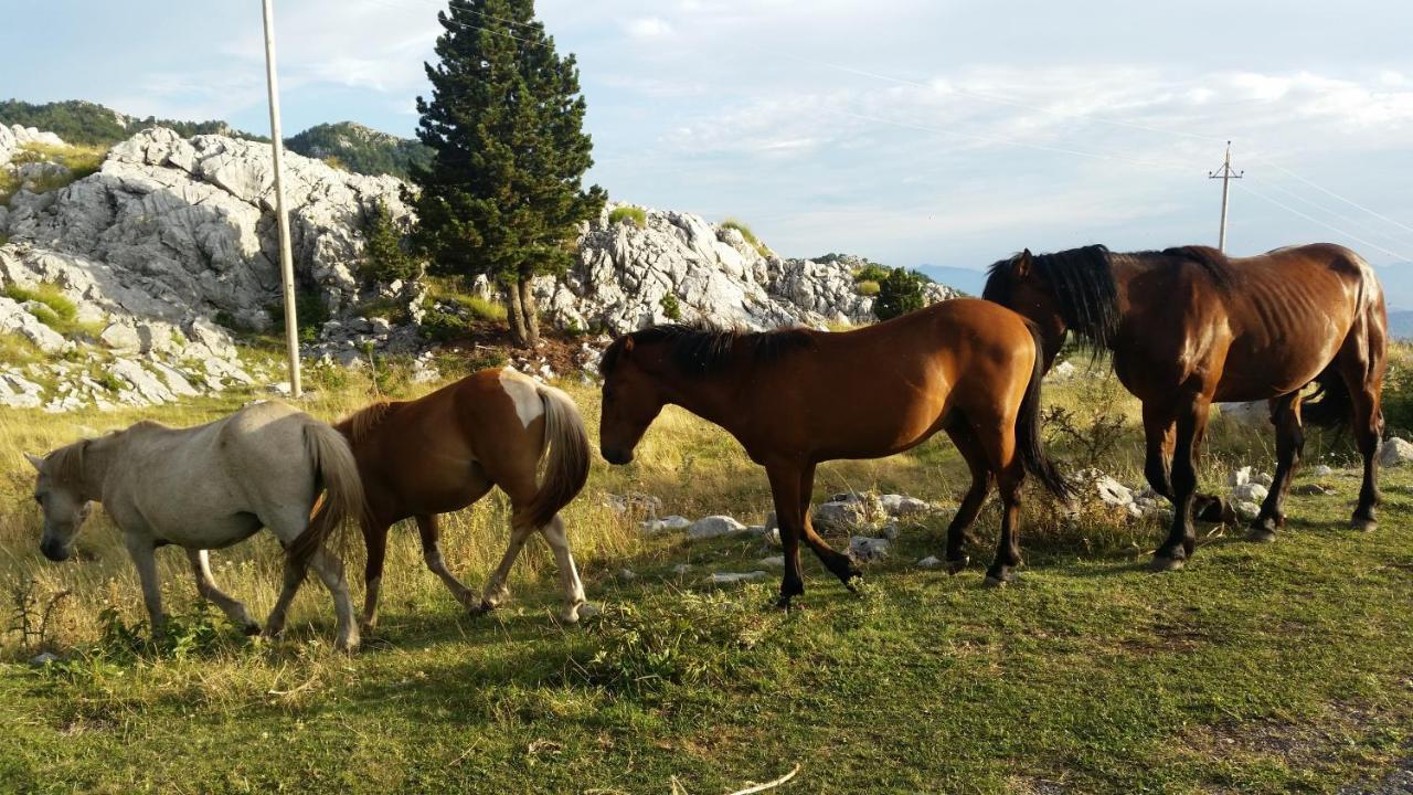 פודגוריצה Katun Mokra Accommodation & Horseback Riding מראה חיצוני תמונה